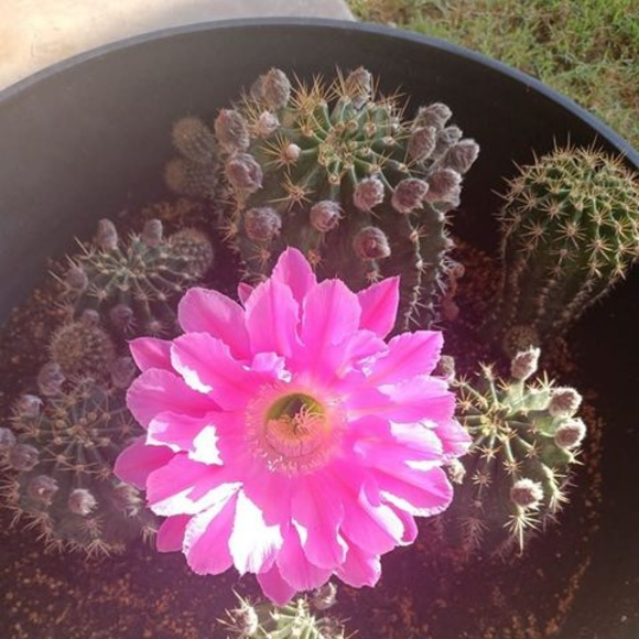 Meet your Posher, Gloria - Picture 1 of 1